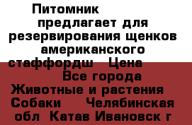 Питомник KURAT GRAD предлагает для резервирования щенков американского стаффордш › Цена ­ 25 000 - Все города Животные и растения » Собаки   . Челябинская обл.,Катав-Ивановск г.